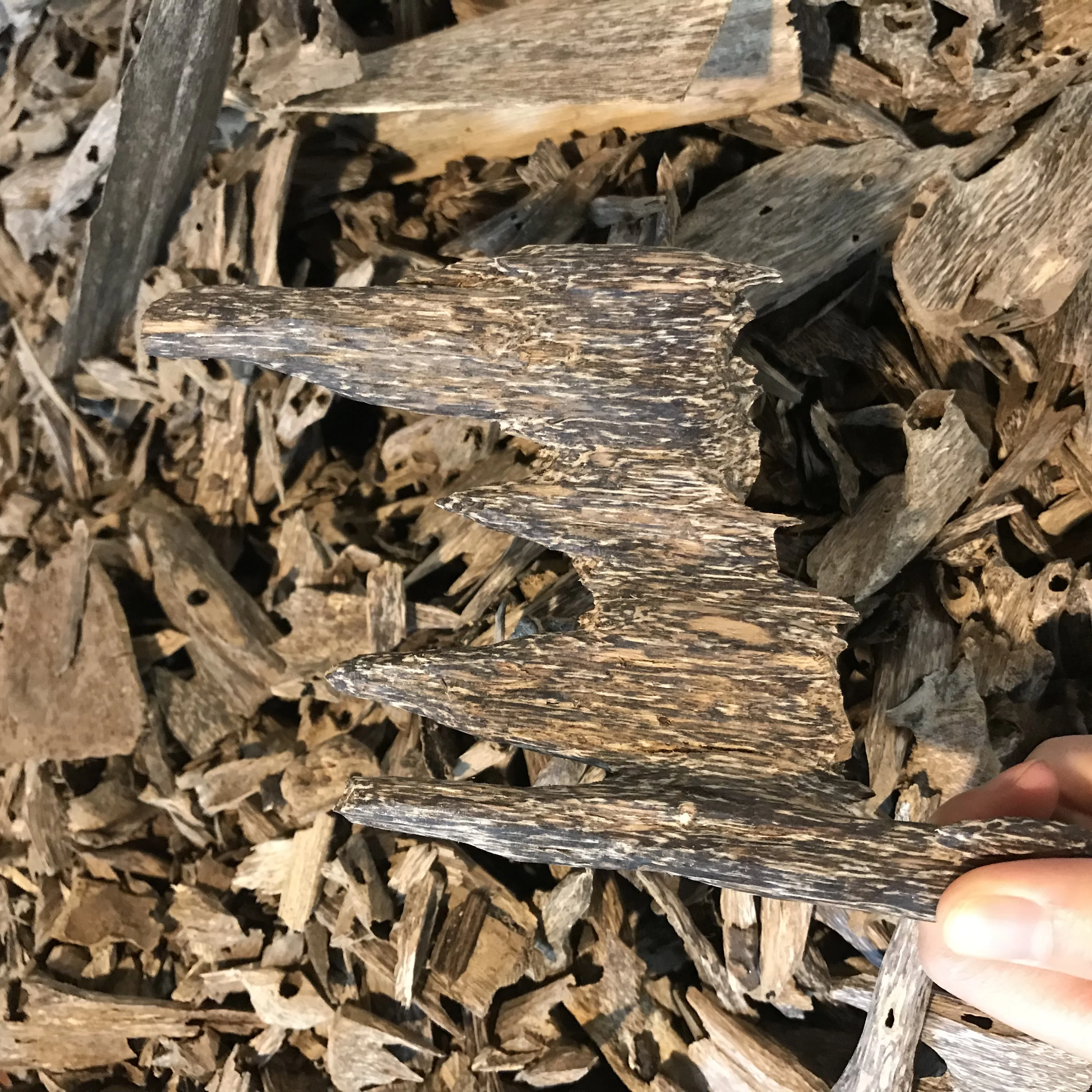 Tram Tue Oud Oudy Wood Chips creating by ant from Vietnam for making Oudh Incense