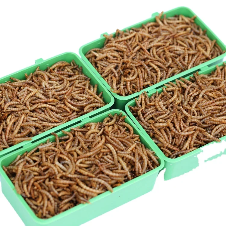 Microwave Tenebrio Mealworm Superworm Cricket Black S Fly Larvae BSF BSF from China