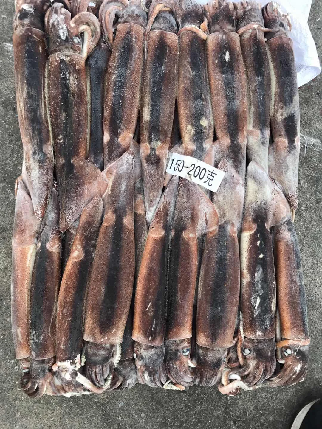 SANFENG SEAFOOD Frozen Argentine Squid illex squid