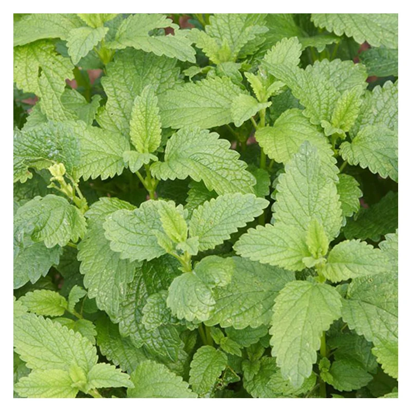 Best Price Rosmarinic Del Lemon Balm Tea Melissa Officinalis Essential Oil 1 liter