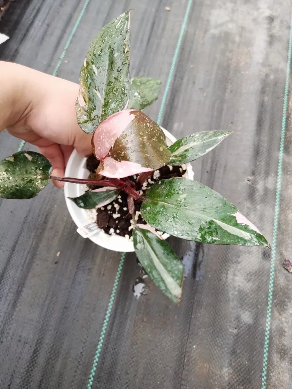  Розовая Принцесса Philodendron в