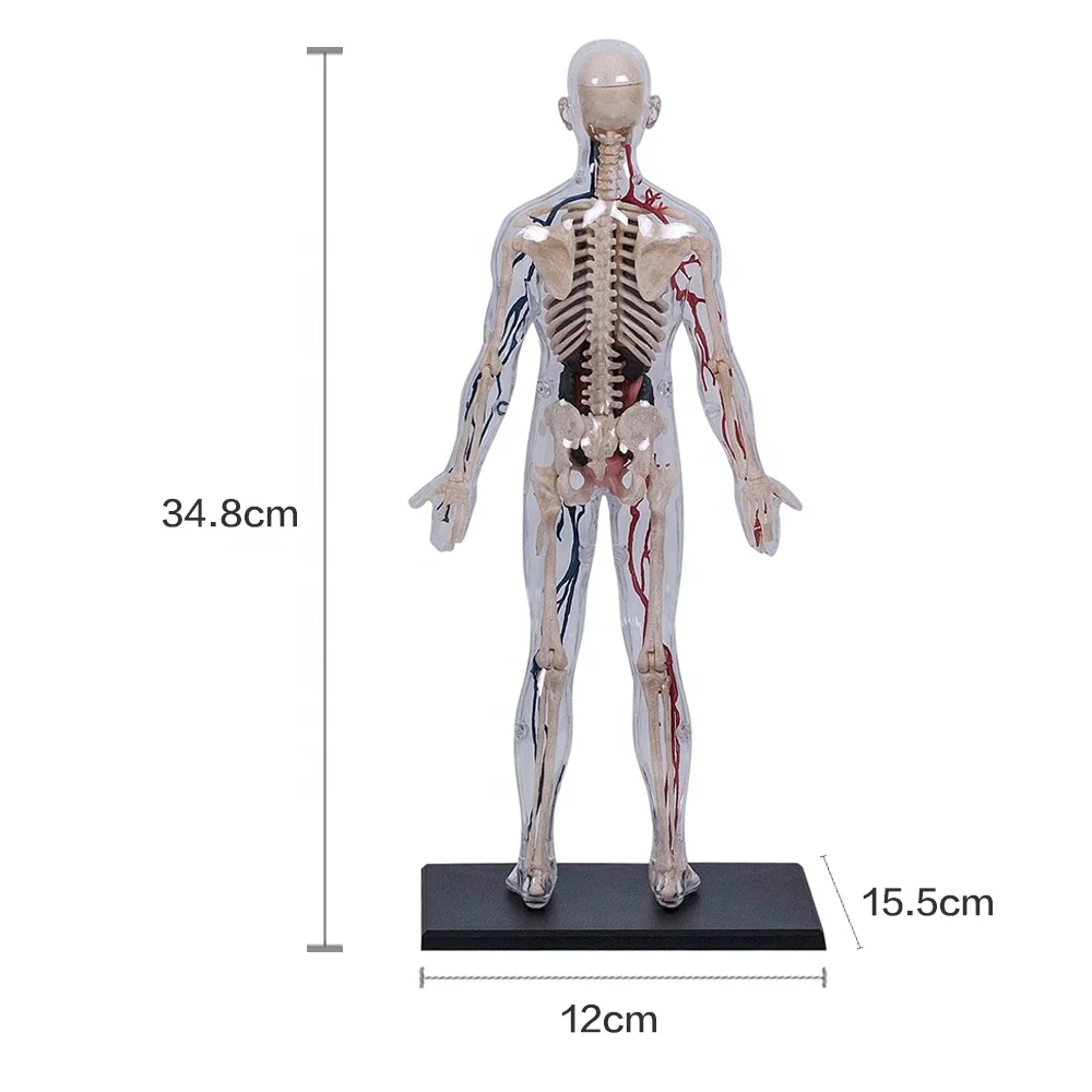 4D Master Educational STEM Biology Medical Figure 4D Human Transparent Human Body Nature Teaching Learning Science Skeleton PVC