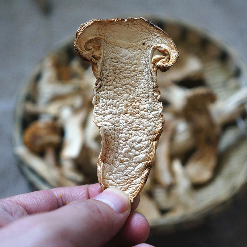 Export Wild Pine Mushroom wholesale Wild matsutake freeze dried