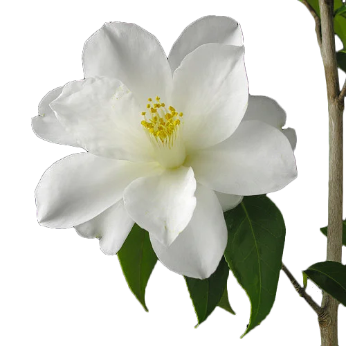 
 Оптовая продажа, натуральный экстракт диких цветов, эфирное масло камелии оптом  