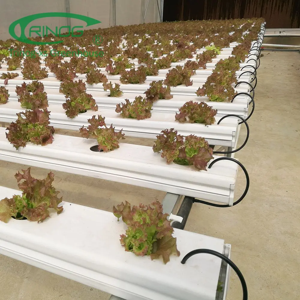 large greenhouse farme used NFT hydroponics system for salad lettuce