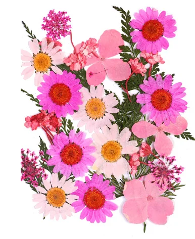 Dry Flower Embossing Material Package Handmade Diy Paper Making Embossed Flower Bookmark Embossed Gypsophila Dried Flower Plant