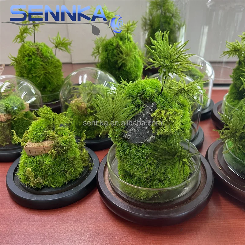 Factory wholesale preserved flower wall landscaping decoration supplies customized preserved immortal moss in glass dome