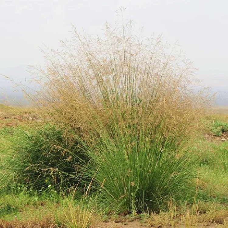 Drought Resistant Grass Seed Forage Achnatherum Splendens Seeds For Camel