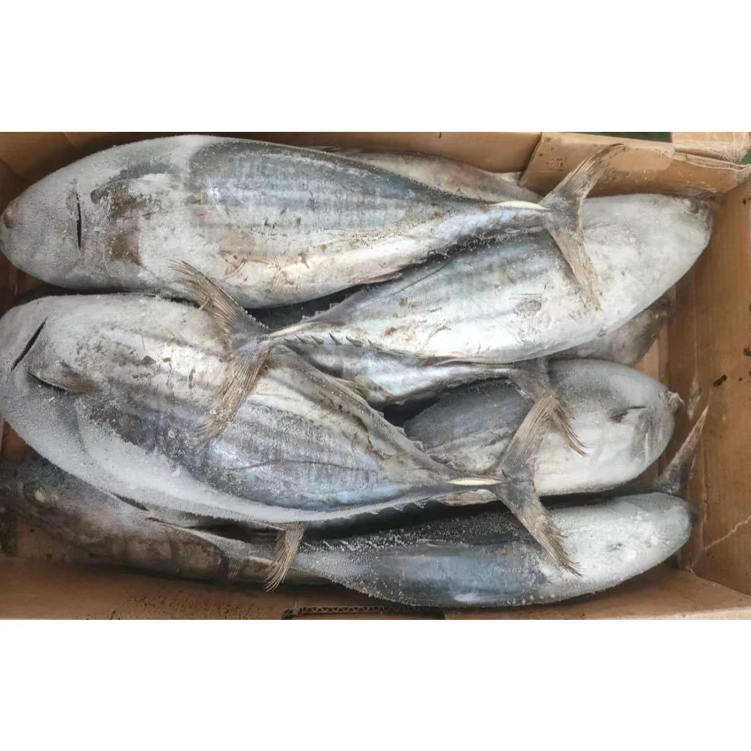 High quality skipjack tuna for canning