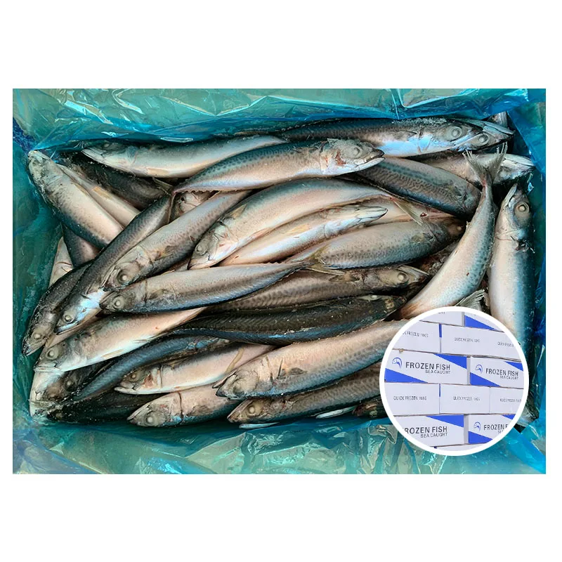 Wholesale Good Price No.6 Fish Frozen Mackerel Pacific
