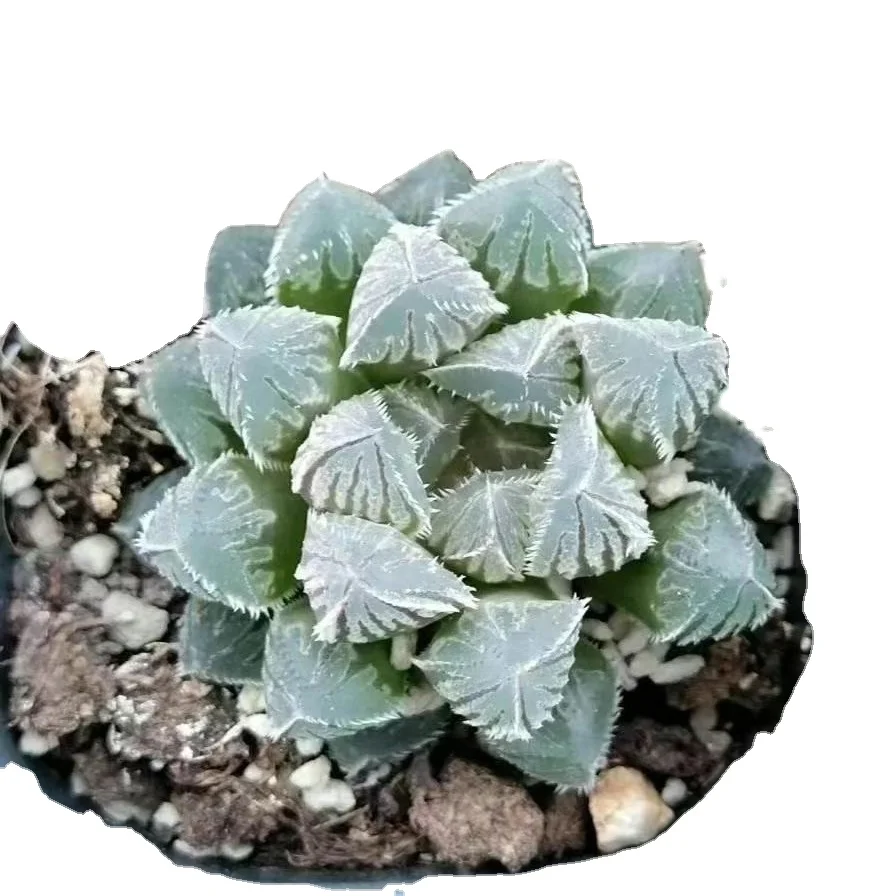 3-5 см растение hauworthia красный камень декор для питомника настоящие комнатные уличные растения