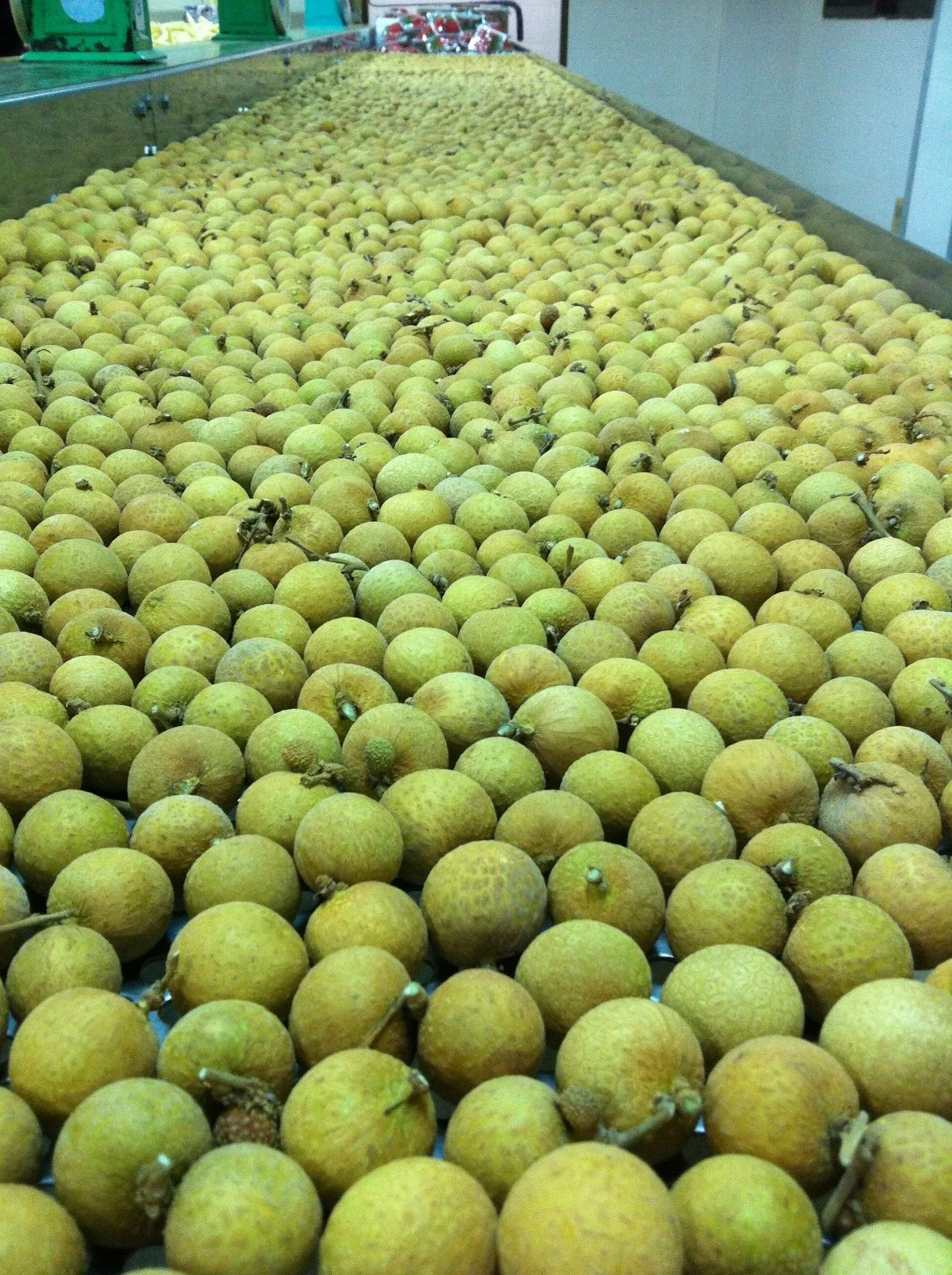 LONGAN Premium Grade 12 Cm 1 Kg Fresh COMMON Cultivation Ripe Maturity from TH;46
