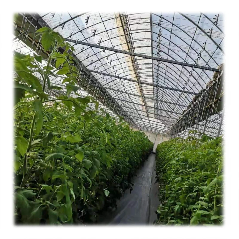 Competitive Price UV Treated Etfe Film Greenhouse By Rolls