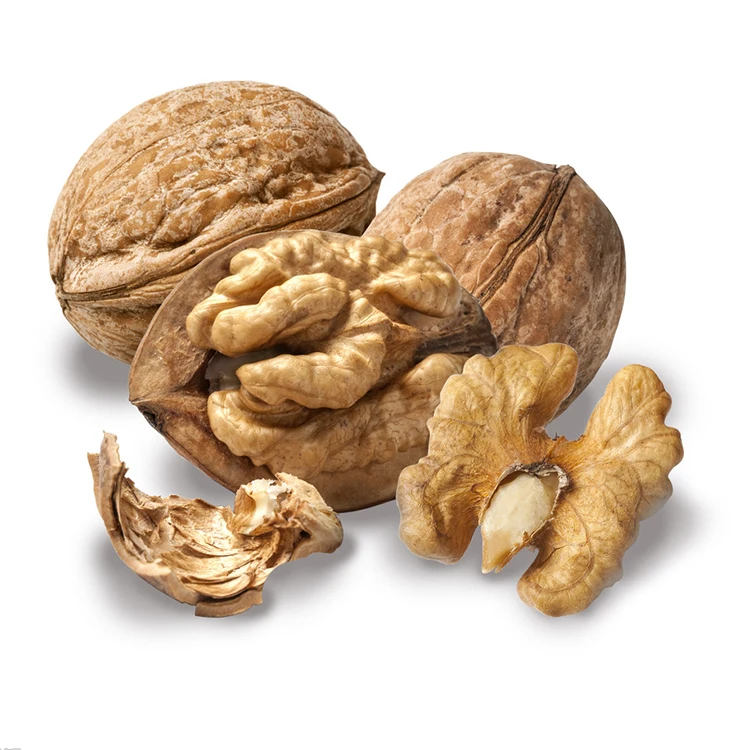 Wholesale low price fresh nutritious nutritious walnut with large kernel and thin shell