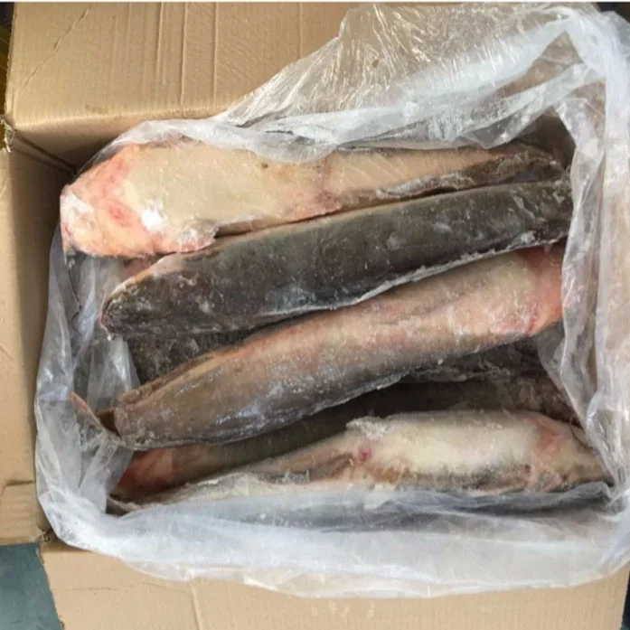 High quality frozen whole round Catfish (including dry catfish)