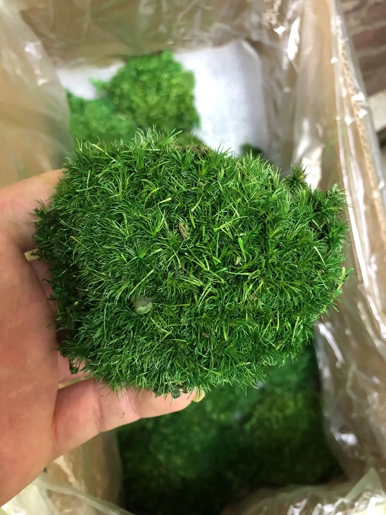 Every Love Preserved Pole Moss Pillow Bun Cushion Real Natural Green DIY Kit for Decorative Terrariums Gardening Art Wall Decor