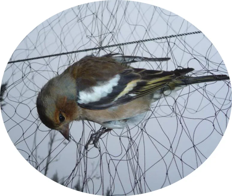 Bird-Preventing Net Bird Mist Net Mesh Prevent Hunting Catching bird net