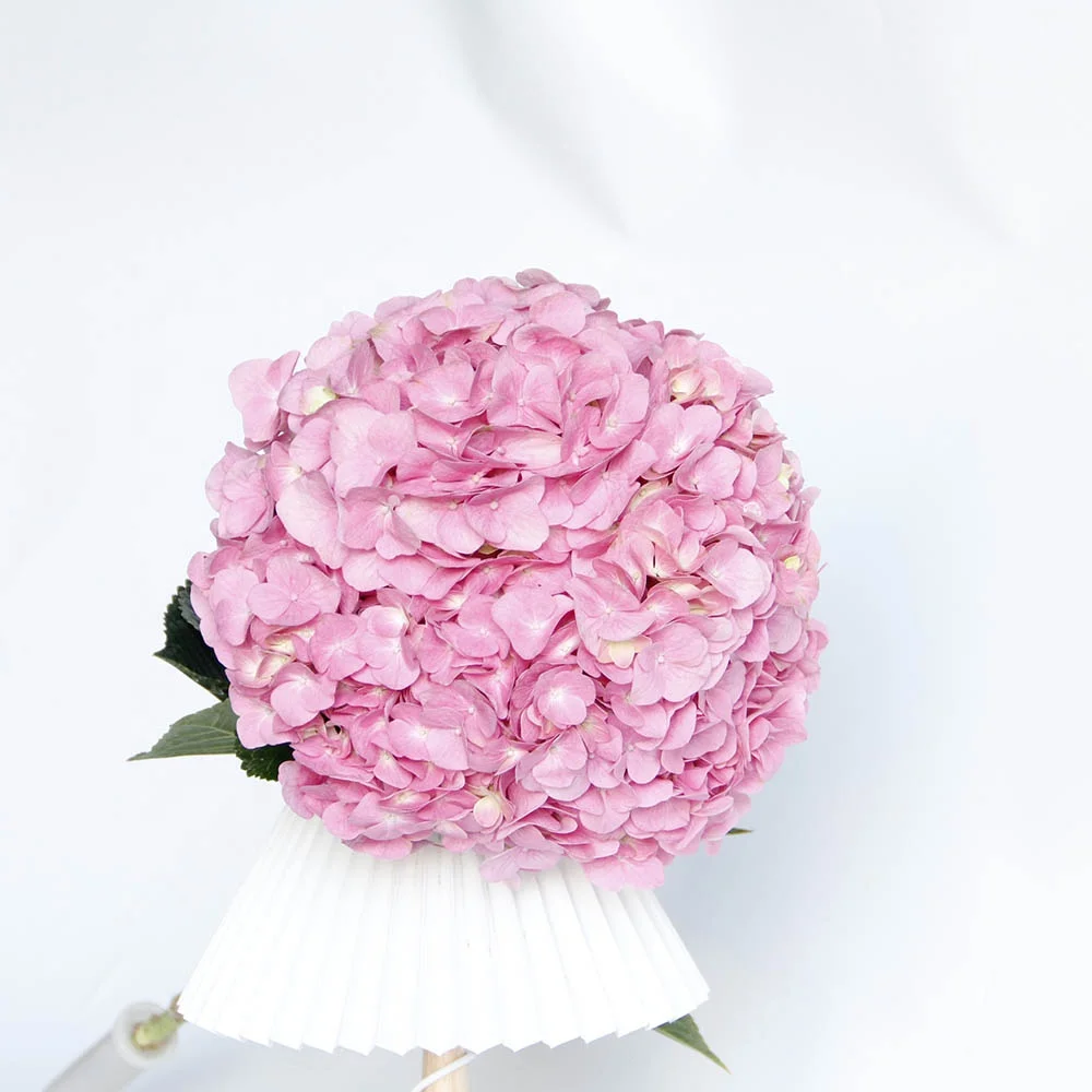 New Arrival Fresh Cut Flowers Hydrangea From Kunming Dounan for Wreath Decoration Ornamental Plants