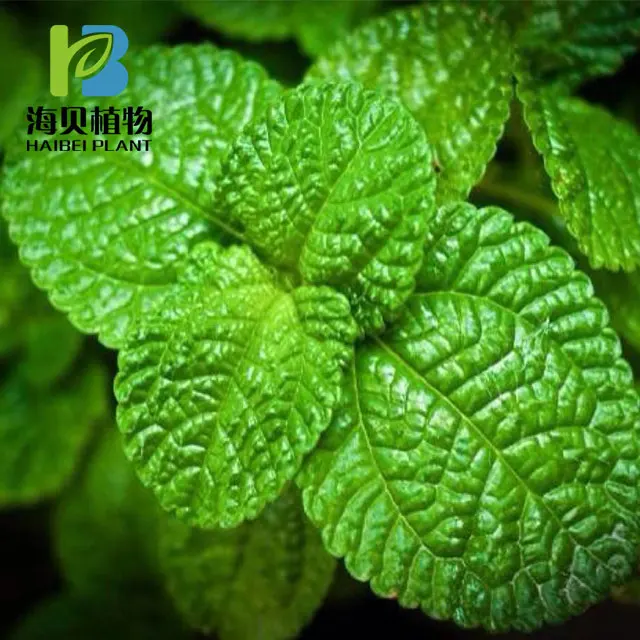 
Peppermint oil Organic&Natural Mentha piperita oil 