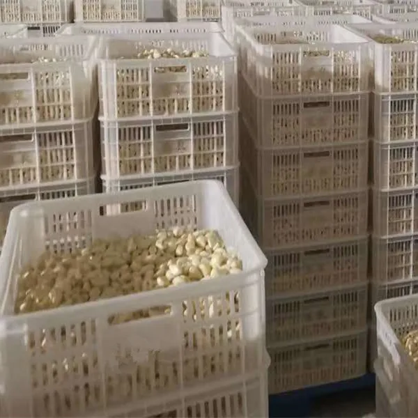 
Chinese manufacturer supplier 280-320 Vacuum packed fresh peeled garlic 