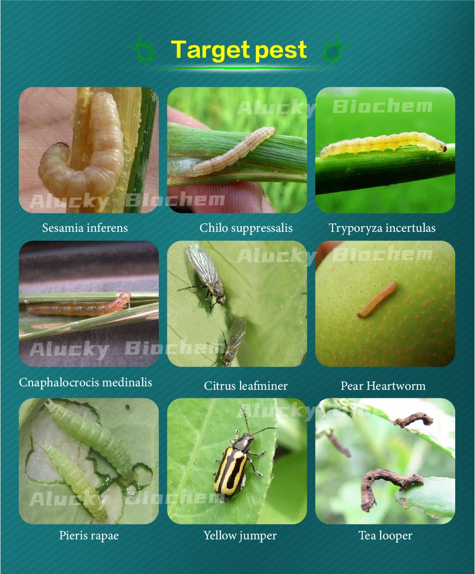 Pre-mixture Water power WP Prochloraz Phenamacril Ethylicin insecticide Cartap WP 15263-53-3