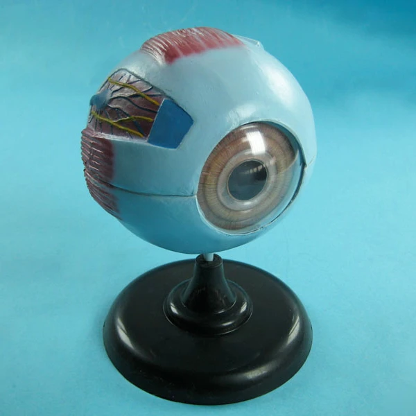
Biology Education Equipment Anatomical Enlarged Human Eye Structure Model 