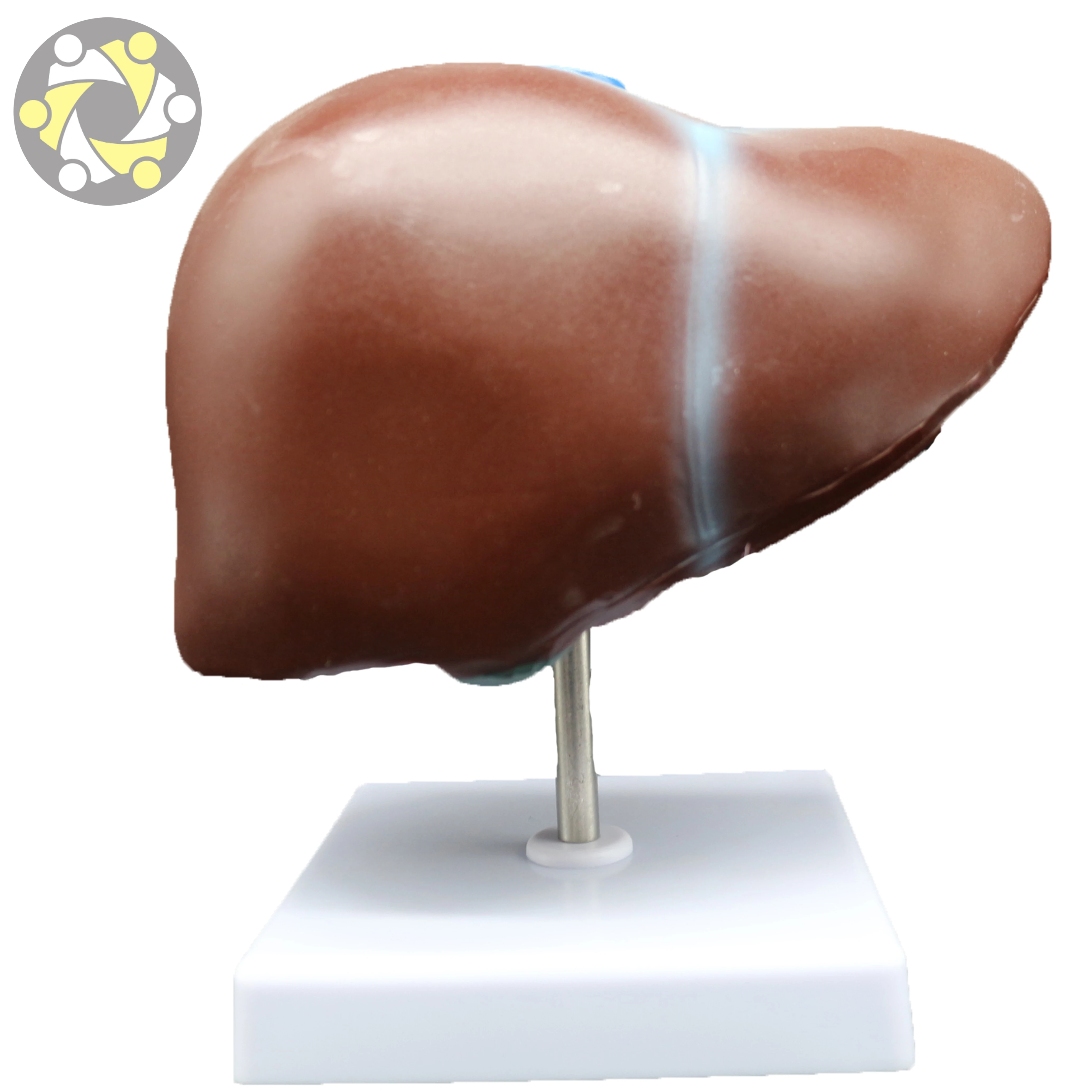 Medical human liver structure model Medical model of liver with gallbladder
