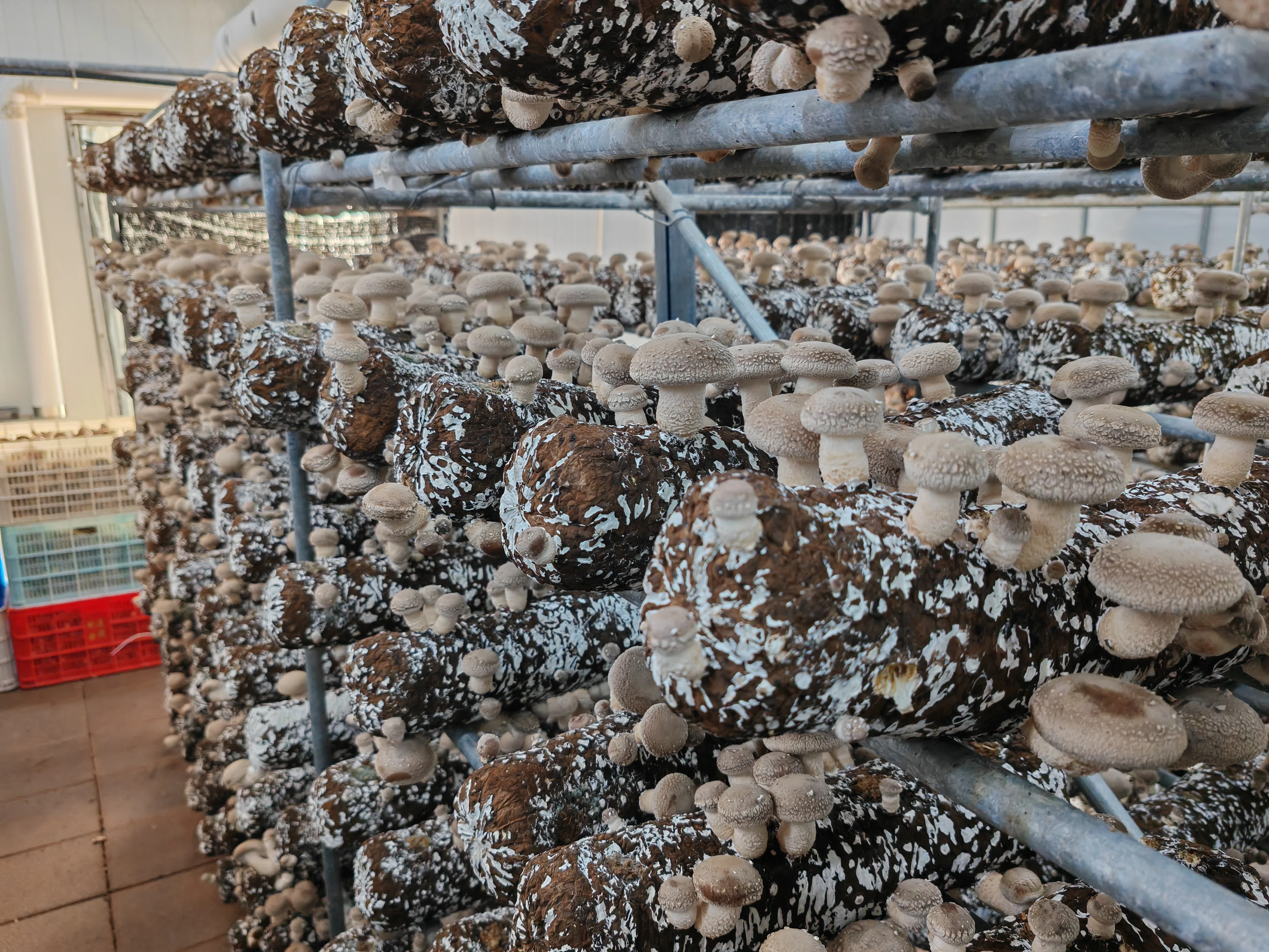Shiitake Mushroom Spawn Mushroom Cultication Logs Fungi Substrate Champignons