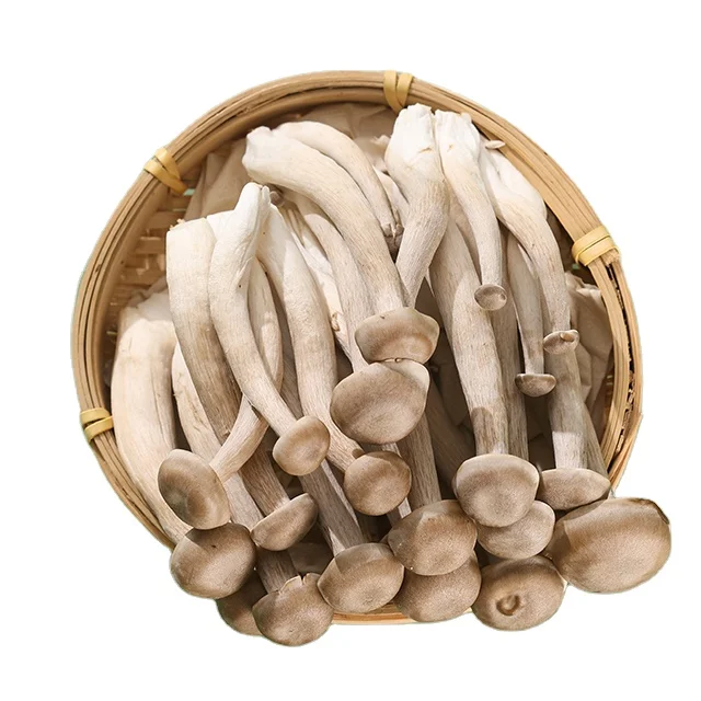 Dried Pilose Antler Brown MUSHROOMS Raw Suppliers of Dried Mushrooms White Flower Japanese Dried Shiitake Mushrooms 0 Add