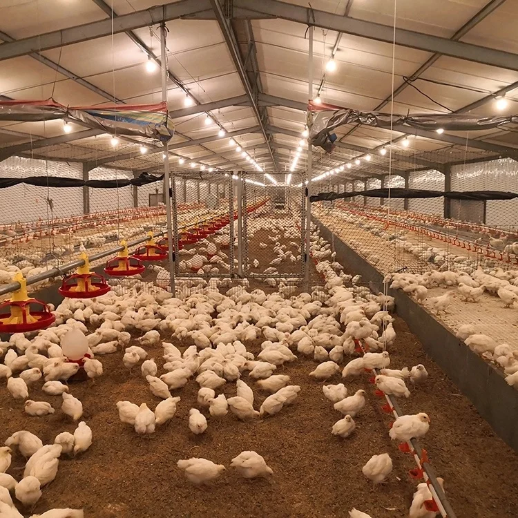 Chicken Feed Line Broiler Feed Line Chicken Feeder Plastic