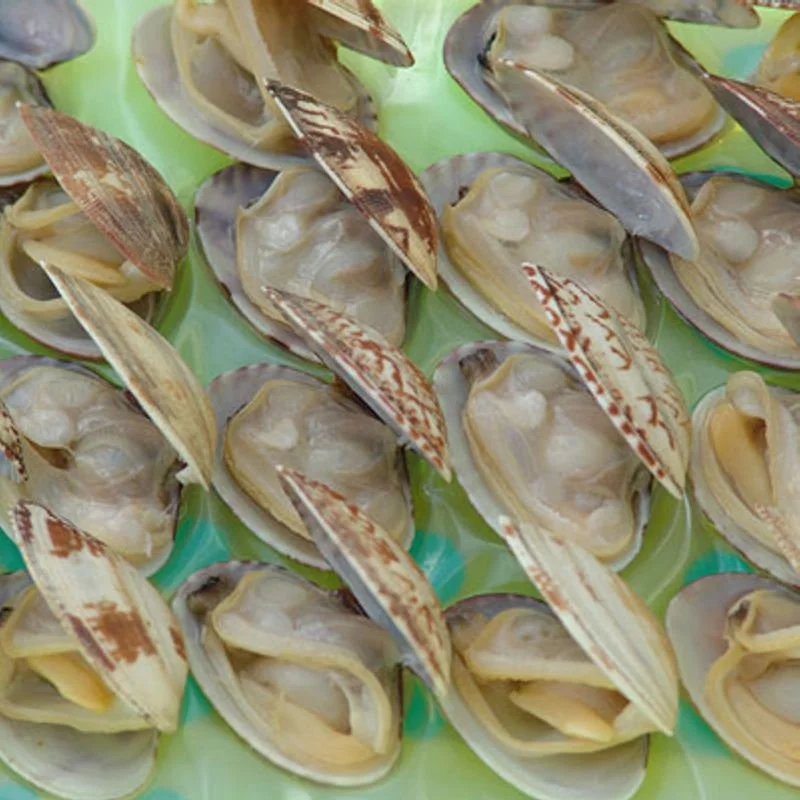 Vacuum packed MSC certified quality ruditapes philippinarum frozen clam meat in bulk