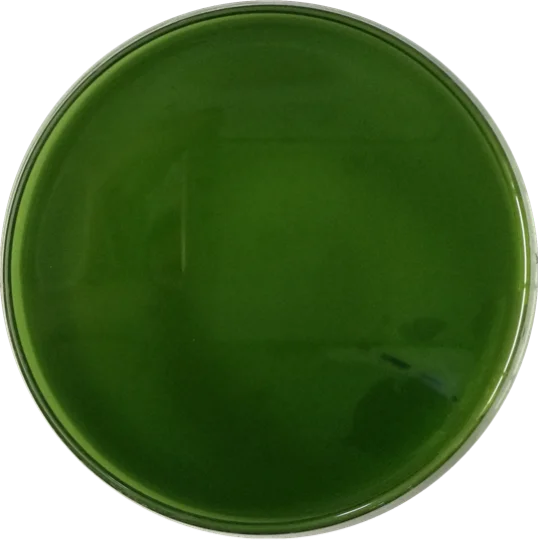 Hot sale Top grade  seaweed extract powder organic Fertilizer with factory price