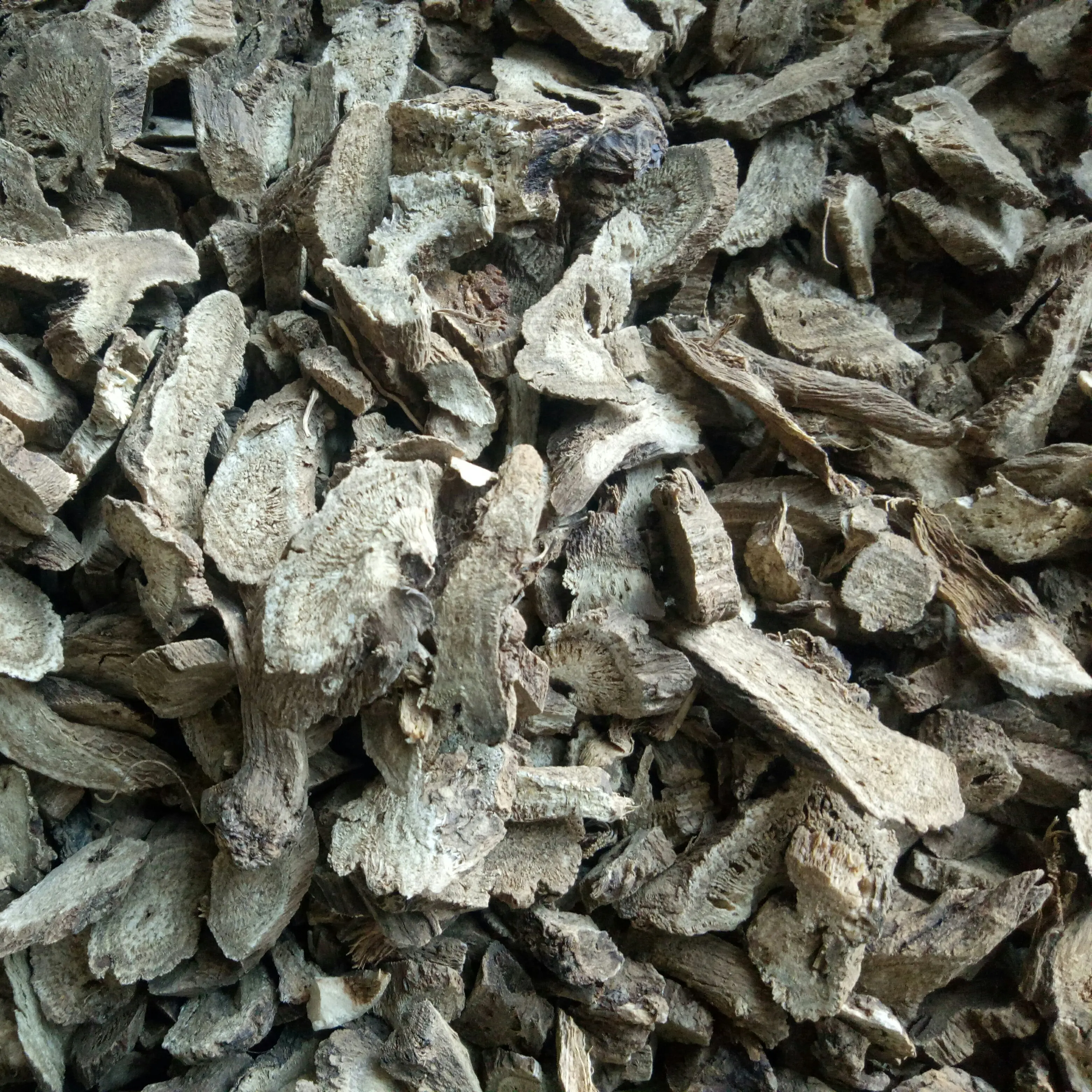 Muxiang Buy natural new crops saussurea costus root
