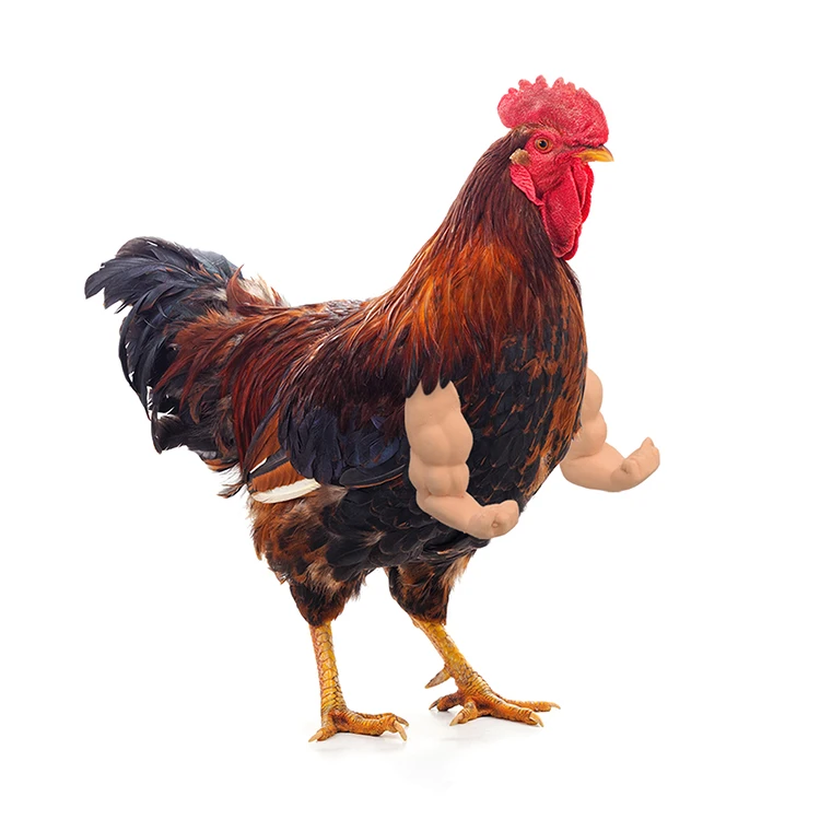 chicken arms to put on chickens toys Fun and interactive toys for chickens to flex their muscles  Middle Finger Style