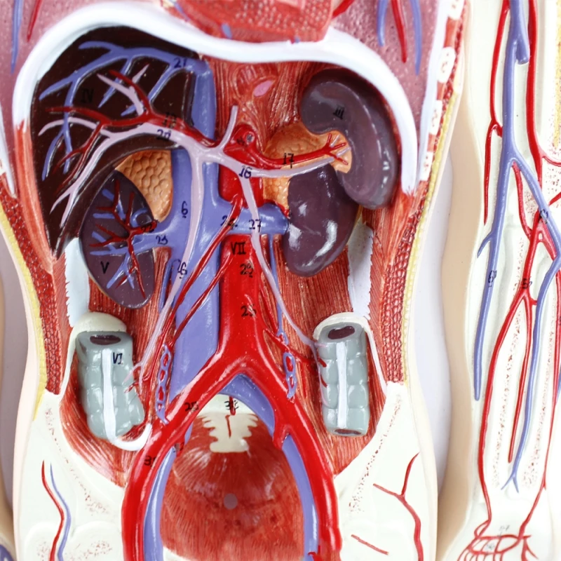 human blood circulation system model Internal organs heart organs vascular anatomy model hospital school teaching aids