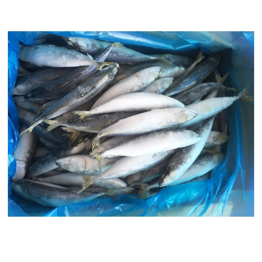 Frozen Pacific Mackerel Seafood 100150g Saba  Frozen Mackerel Fish for Sale in Bulk  Frozen Jack Mackerel Whole Round