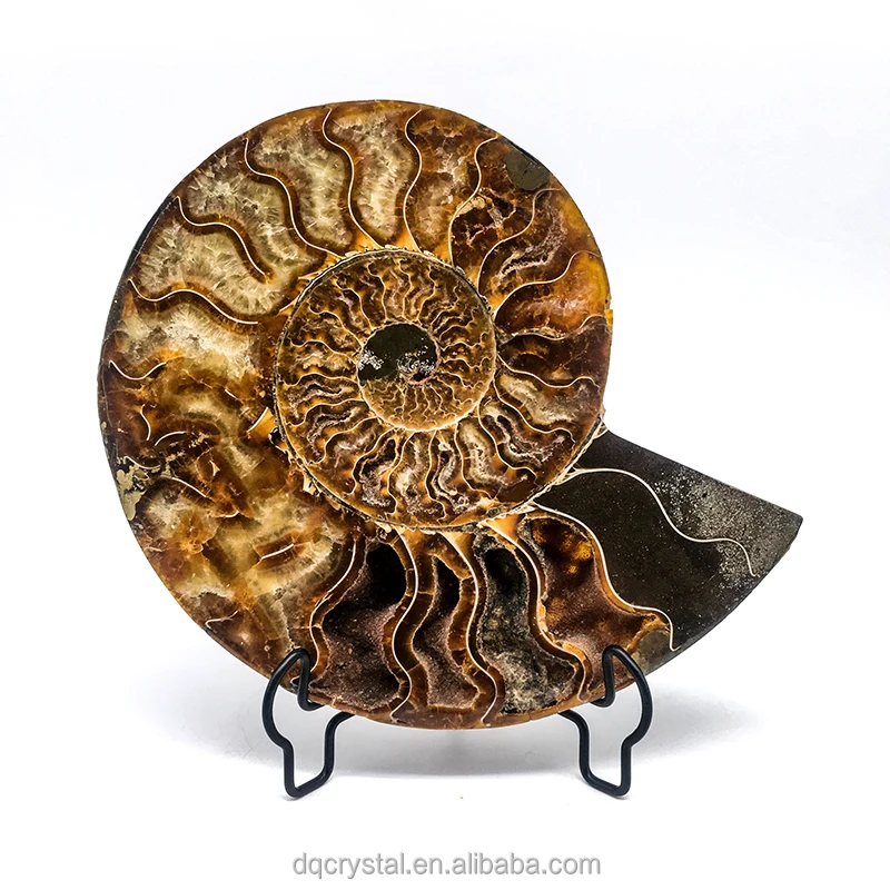 Wholesale Natural Crystal Ammonite Fossil Quartz Crystal Craft Stone Ammonite Fossil Slice For decoration