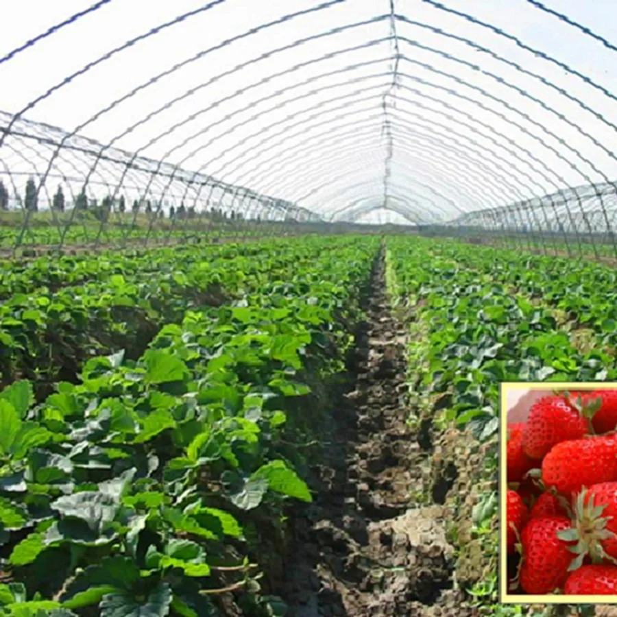 Flash Sale Agricultural Reinforced PE Plastic Film Roll Covering For Woven 200 Micron Greenhouse Plastic Film