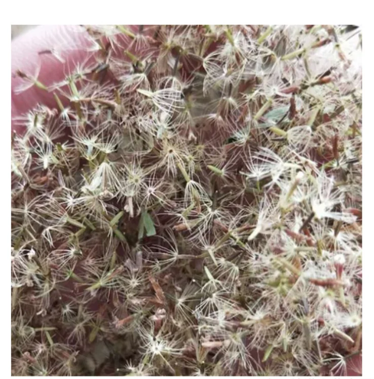 Высококачественные 100 граммов семян Тянь Иу Цзю стедии ребадиана