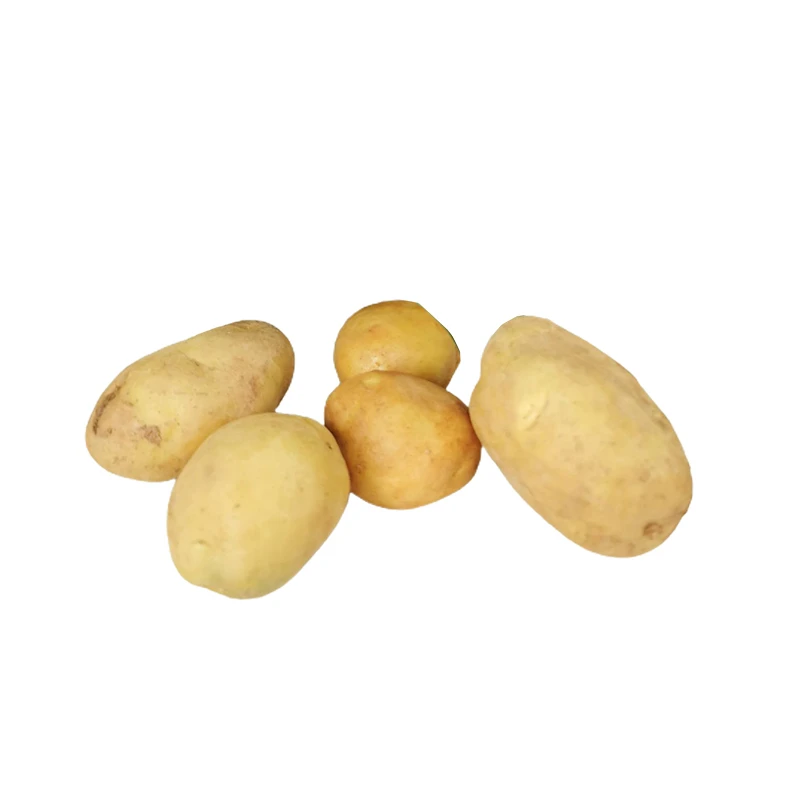 High Quality Vegetable Fresh Potato Bulk Potato Wholesale Price