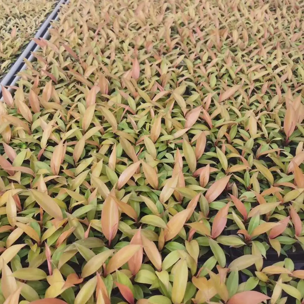 Тканевая культура саженцы растения саженцы красный император