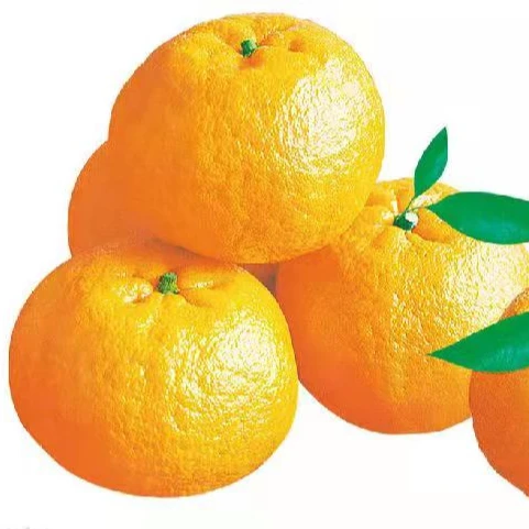 High Cost-Effective Cheap Price Green Orange Citrus Fruit