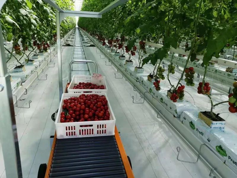 Complete Glass Greenhouse Agricultural Hydroponic System Greenhouse Turnkey Project