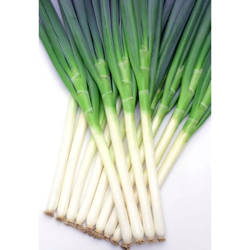 Chinese Scallions Allium Fistulosum Green Onion