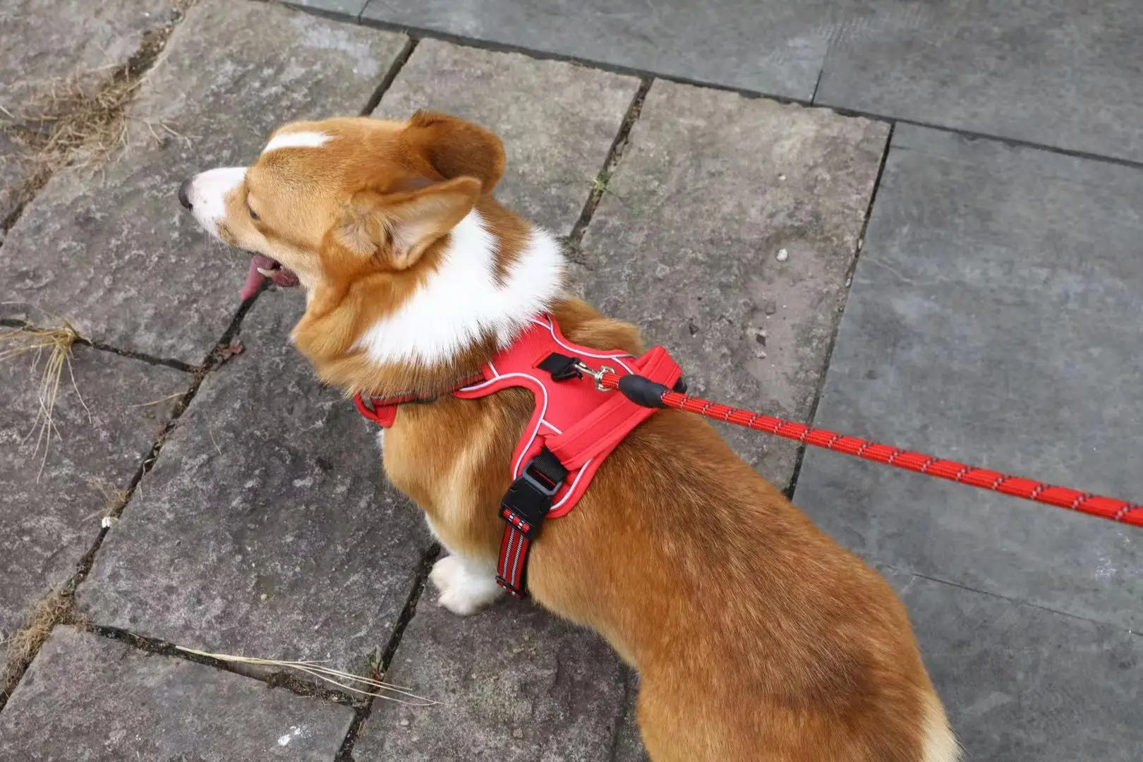 Manufacturer custom Mesh Oxford Solid Pet dog harness Vest Traction