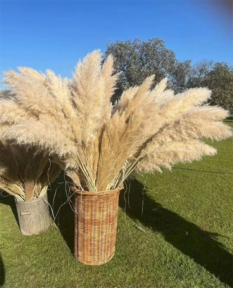 QSLH-SY412 High Quality Large Plume Dry Pampas Grass Flower Decor Natural Real Preserved Dried for Wedding