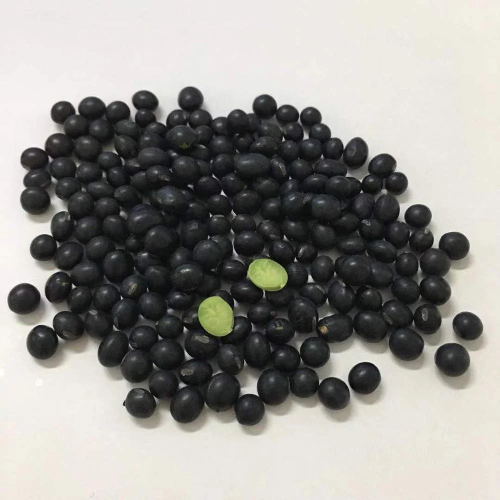 New crop soy bean dry bean black bean with green kernel