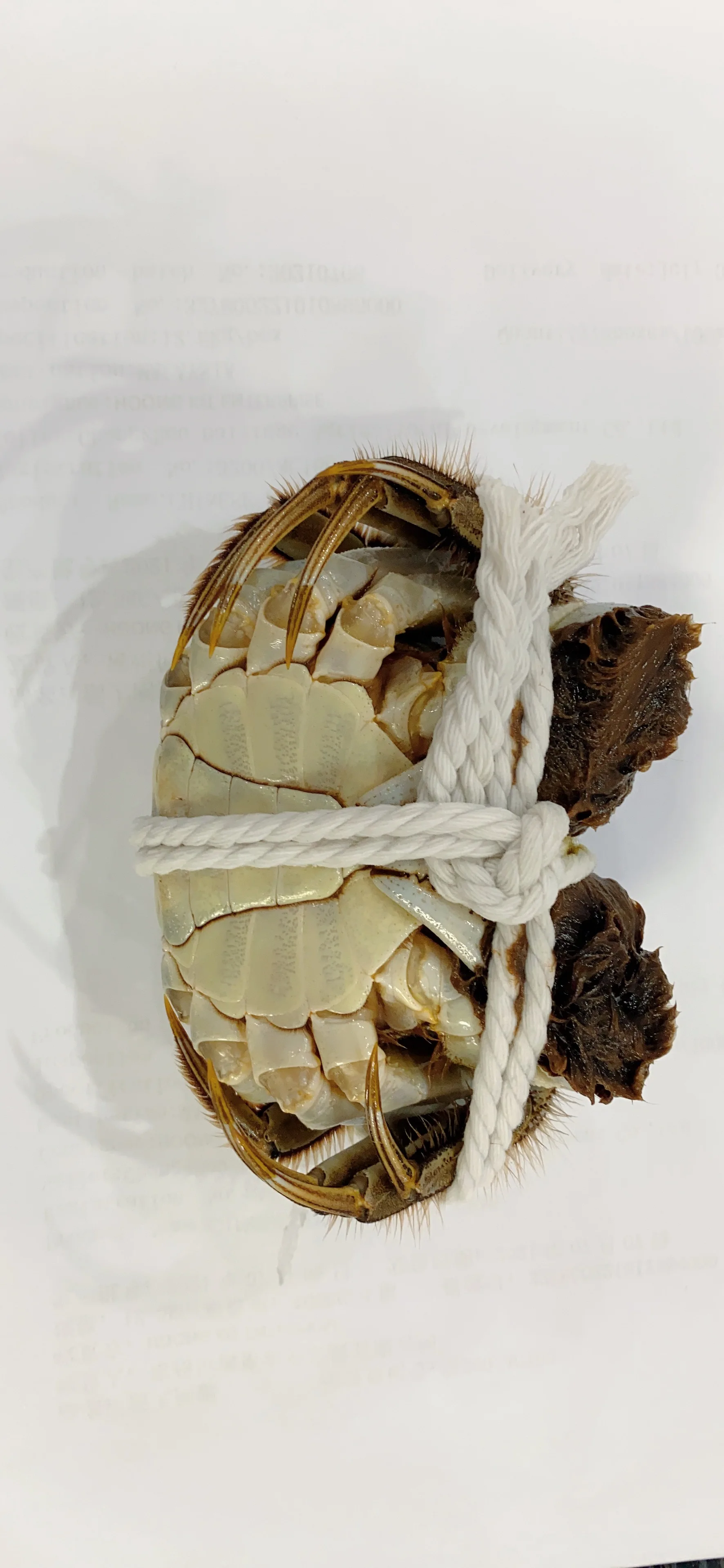 Legs King Style Crab Packaging Weight Shelf Muscle Origin Cutting Type Life Variety ISO Fresh Place Model HACCP Months HALAL