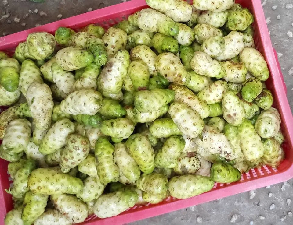 [NEW PRODUCT IN 2023] FRESH NONI FRUIT HAVE MANY GOOD FUNCTION FOR YOUR HEALTH. CONTACT SOON FOR CHEAP PRICES