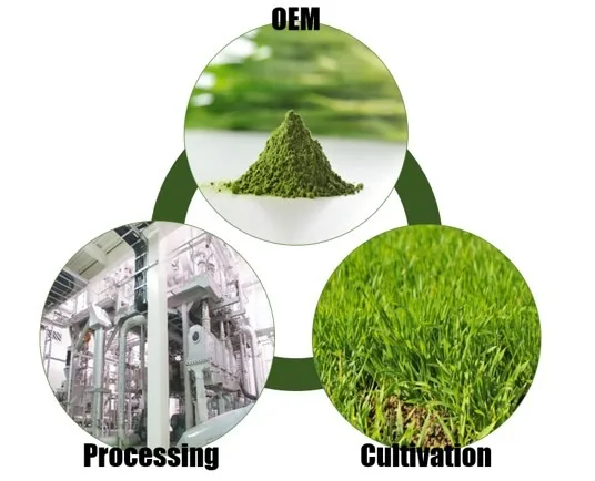 Wholesale organic Japanese plant extract premium super green barley juice and superfood powder